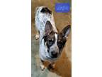 Adopt Major a Norwegian Elkhound, Australian Cattle Dog / Blue Heeler