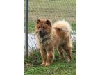 Adopt Gotti a Chow Chow