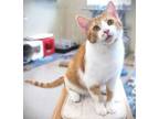 Adopt Honey Nut Cheerio (at Smitten Kitten) a Domestic Short Hair