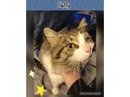 Adopt Fluffy a Domestic Medium Hair, Tabby