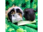 Adopt Onyx a Guinea Pig