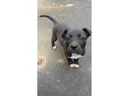 Adopt Donk a Pit Bull Terrier, Mixed Breed