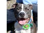 Adopt Randy (AO30637) a Pit Bull Terrier, Mixed Breed