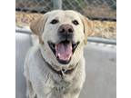 Adopt Gouda a Yellow Labrador Retriever