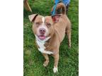 Adopt Jarvis (HW-) a Pit Bull Terrier, Mixed Breed