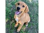 Adopt Ketchup a Coonhound, Labrador Retriever