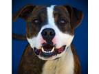 Adopt Butch (Charlie) a Pit Bull Terrier