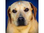 Adopt Huntley a Labrador Retriever, Mixed Breed