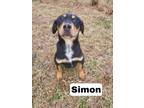 Adopt Simon a Hound