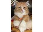 Adopt Rodney a Domestic Long Hair, Tabby