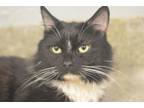 Adopt Drake a Domestic Medium Hair, Domestic Short Hair