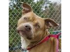 Adopt Mick a Pit Bull Terrier, Mixed Breed