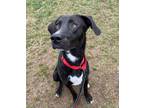 Adopt Vern a Labrador Retriever