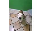 Adopt Nemo a Terrier, Mixed Breed