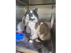 Adopt Doobie a Domestic Long Hair, Domestic Short Hair