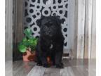 Pomeranian-Poodle (Toy) Mix PUPPY FOR SALE ADN-765894 - Poppy Velvet Black