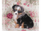 Miniature Australian Shepherd PUPPY FOR SALE ADN-766152 - Blue Merle Toy Aussie