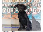 Cane Corso PUPPY FOR SALE ADN-765949 - Cane corso pups