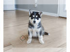 Pomsky PUPPY FOR SALE ADN-766101 - Willow
