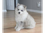 Pomsky PUPPY FOR SALE ADN-766102 - Molly rare color