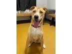 Adopt Gunnar (Obedience Trained) a Husky, Pit Bull Terrier