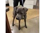 Adopt Zayne- 030801S a Pit Bull Terrier