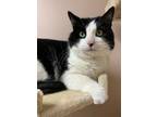 Adopt Shane a Domestic Short Hair