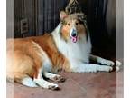 Collie PUPPY FOR SALE ADN-766087 - rough collie