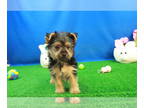 Yorkshire Terrier PUPPY FOR SALE ADN-766066 - Yorkshire Terrier Puppies for sale