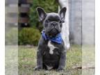 French Bulldog PUPPY FOR SALE ADN-766190 - French buldog