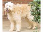 Labradoodle PUPPY FOR SALE ADN-765901 - Adult Labradoodles