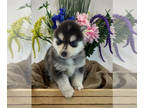 Pomsky PUPPY FOR SALE ADN-766173 - Pomsky Puppy