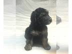 Doodle-Poodle (Standard) Mix PUPPY FOR SALE ADN-766054 - Phantom goldendoodle