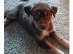 German Shepherd Dog-Siberian Husky Mix PUPPY FOR SALE ADN-766176 - Chestnut