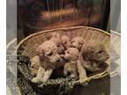 Goldendoodle PUPPY FOR SALE ADN-766174 - Goldendoodles for sale