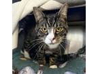 Adopt Lawrence a Domestic Short Hair