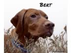 Vizsla PUPPY FOR SALE ADN-766004 - Bert