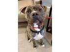 Adopt Prancer a Pit Bull Terrier, Mixed Breed