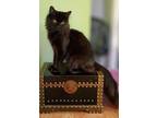 Adopt Stefan a Domestic Medium Hair