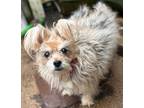 Adopt Butterball a Yorkshire Terrier, Pomeranian