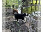 Australian Shepherd PUPPY FOR SALE ADN-766072 - Aussie pups