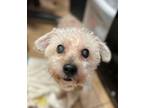 Adopt Chulo a Yorkshire Terrier, Miniature Poodle