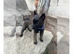 Belgian Malinois PUPPY FOR SALE ADN-766113 - Belgian Malinois puppies