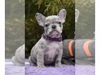 French Bulldog PUPPY FOR SALE ADN-766189 - Queen