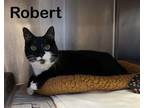 Adopt Robert a Domestic Short Hair