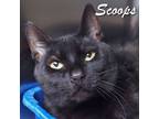 Adopt Scoops a Domestic Short Hair