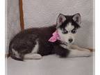Siberian Husky PUPPY FOR SALE ADN-766179 - Siberian Husky Girl in Southern Iowa