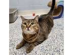 Adopt Sprinkles a Tabby