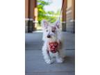 Adopt Ramsey a Terrier, Chinese Crested Dog