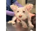 Adopt Ramsey a Terrier, Chinese Crested Dog